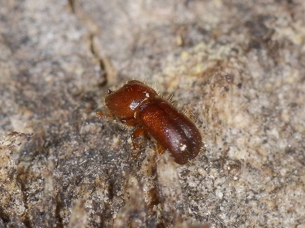 Xyleborus monographus (cf.) - Scolytidae